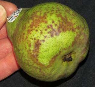 Phytophthora infected pear bait
