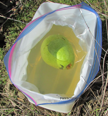 pear bait in leachate