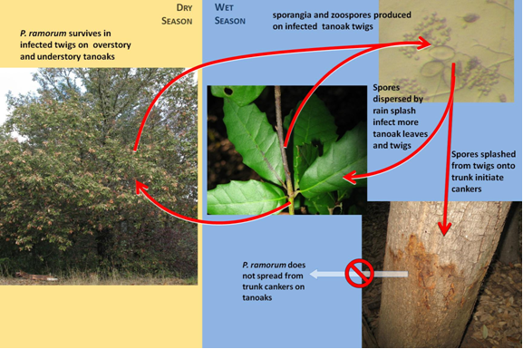 P. ramorum disease cycle on tanoak