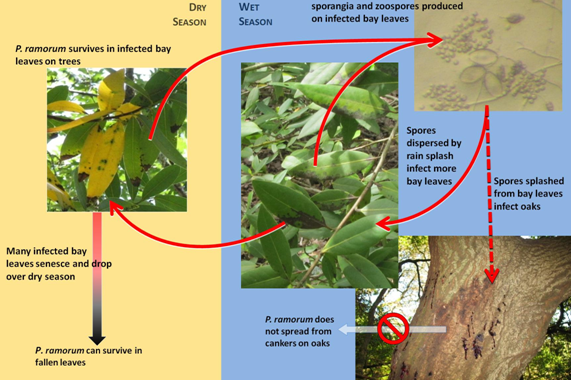 P. ramorum disease cycle on coast live oak