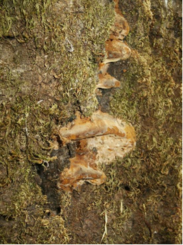 Phellinus  gilvus fruiting bodies