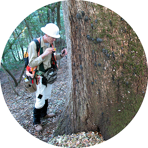 Dr. Swiecki inspecting a diseased tree