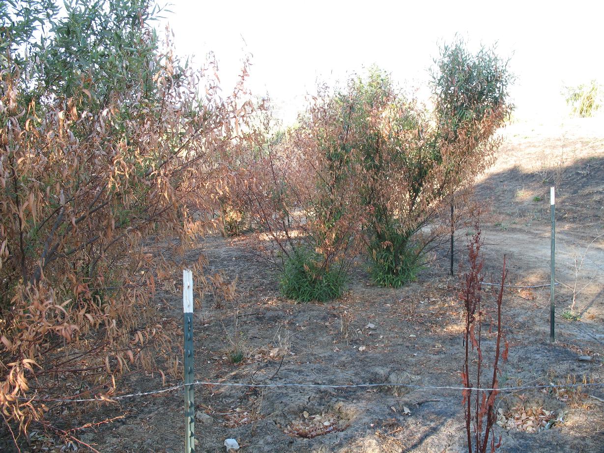 Post fire resprouting